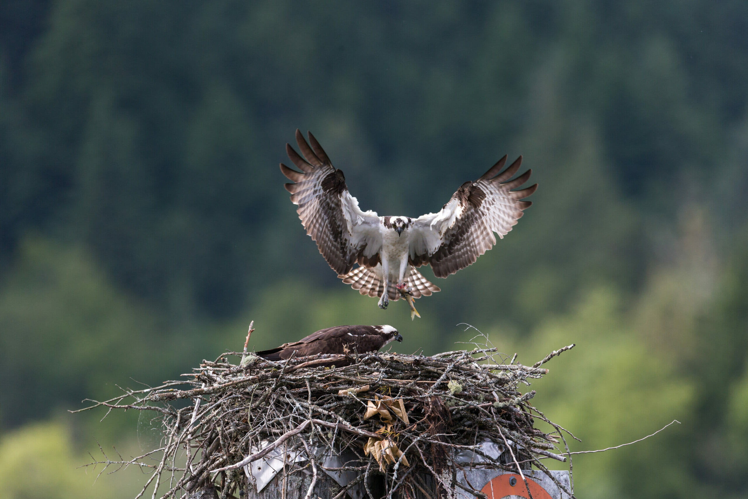 Image for Migratory Bird Season